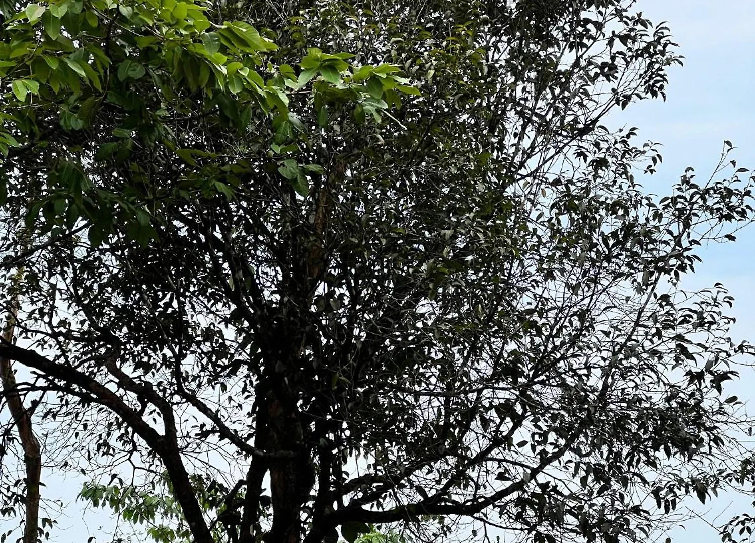 Misty Cloud Resort Vythiri India